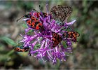 Kate Unwin_Ragged Robin with Burnets - Larg Blue (Pyrenees).jpg